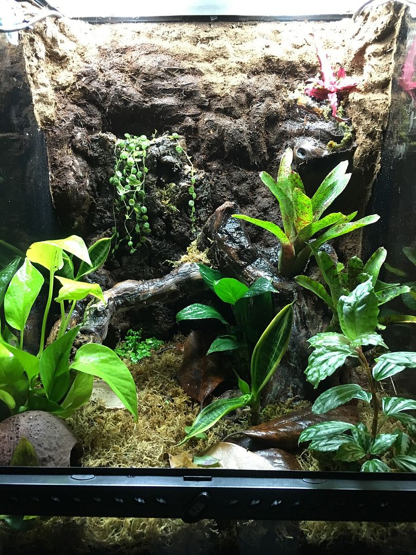 Exo Terra 18x18x24 first setup Dendroboard